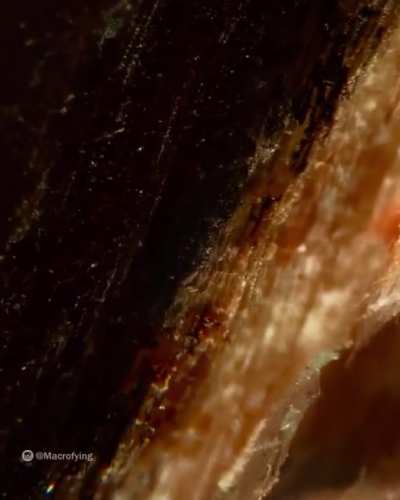 Zooming in on wood