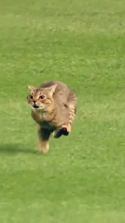 Best cat footage I’ve ever seen