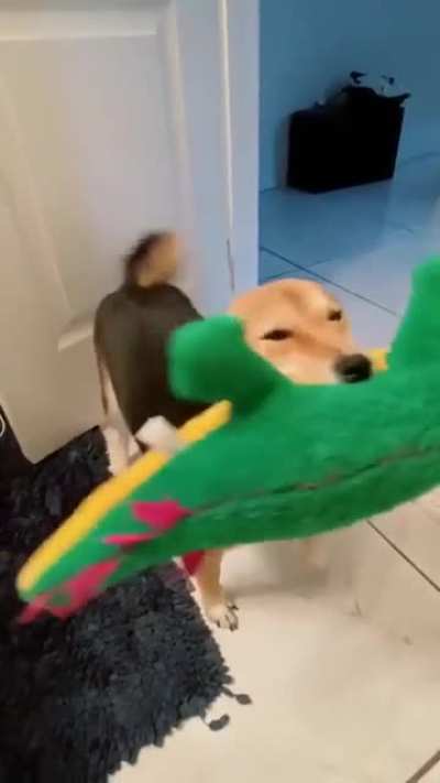 The happiest dog and gator