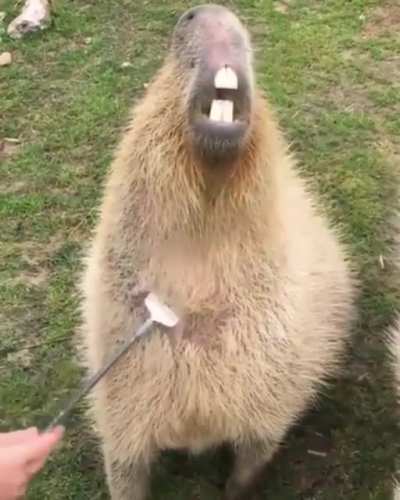 Olha q bixo lindo
