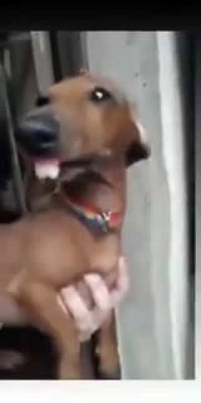 Doğ