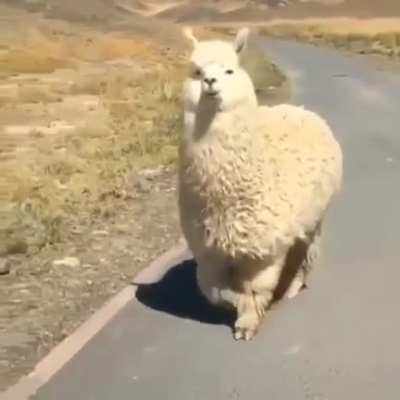 🔥 Chonky Alpaca wants to know if everything's all right