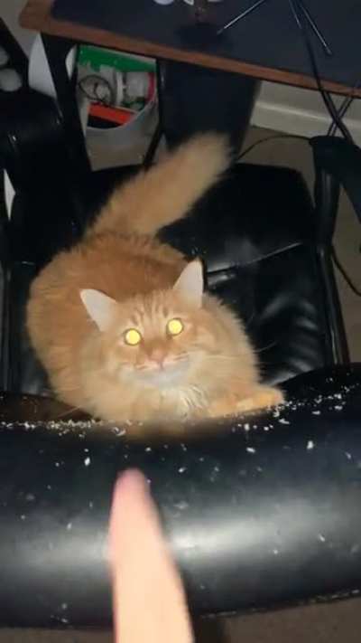 Mischievous kitty
