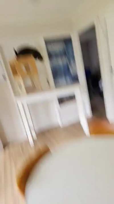 Cat saves human from huntsman spider