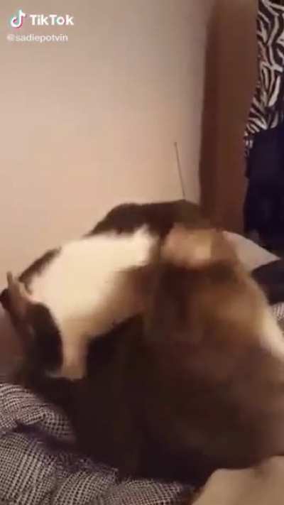 *chomp*