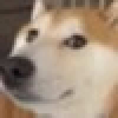 funny dog