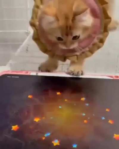 Tiny orange whack-a-mole