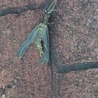 Weird Insect