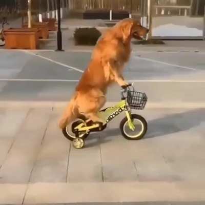 I learnt to ride a bike 🚴‍♀️