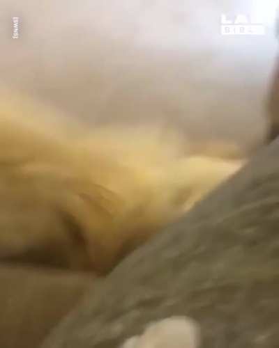 New sibling zoomies
