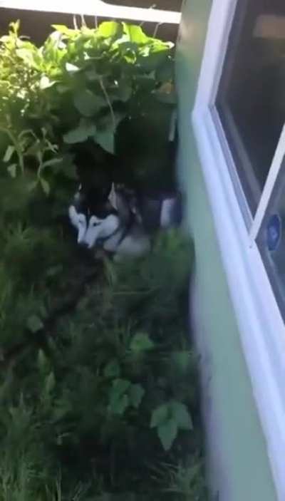 To bathe the dog.