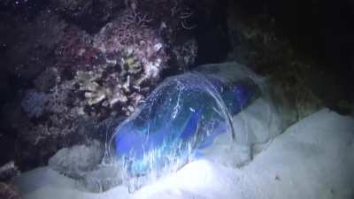 Parrotfish resting in its protective mucus veil