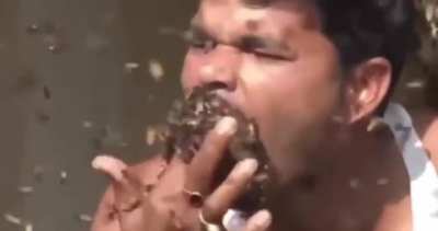 Delicious wasps