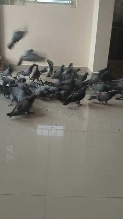 My pegeon gang