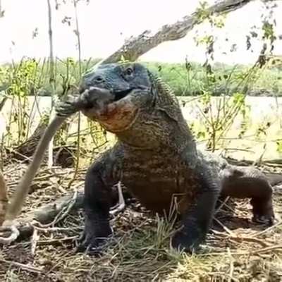 comodo dragon