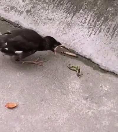 Birds are fed by their parents in their infancy. When the time comes to feed themselves, there can be some confusion when the food does not go into their mouth by itself.