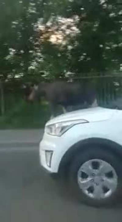 Лосяш охуел. Москва, Сокольники.