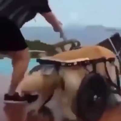 What da dog doing