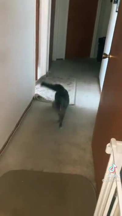 Cat dancing