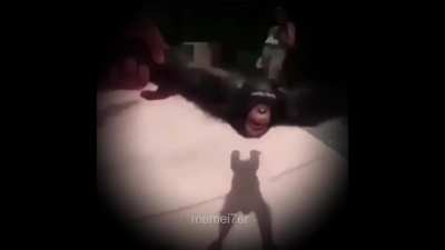monkey wet dreams