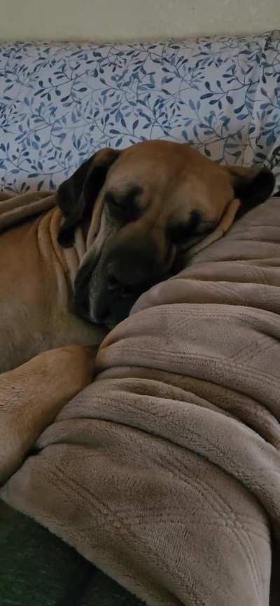 I love the sound of her snoring
