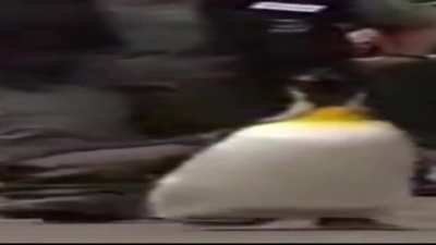 Wide Penguin Walking