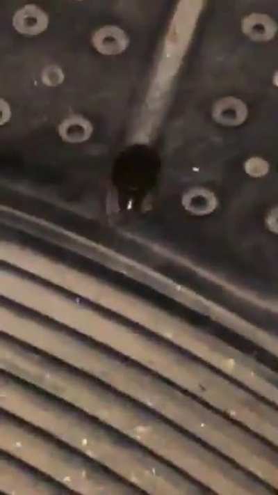 Those pesky cockroaches