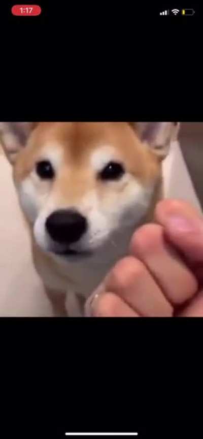 good boyo