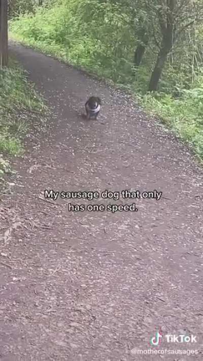 Sausage Dog