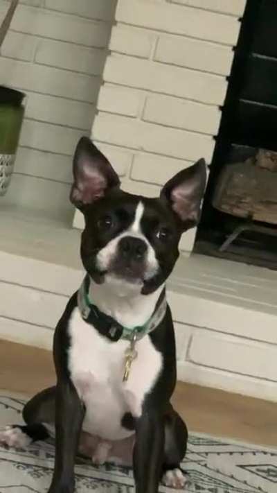 Resisting the temptation of the squeaky toy
