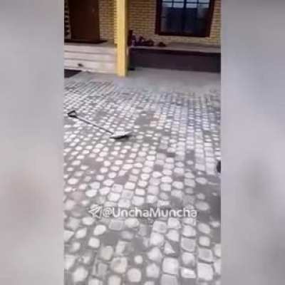 And a comeback from shovel