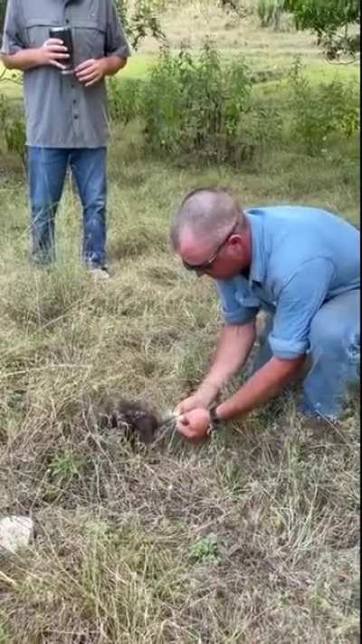 Don't mess with porcupines