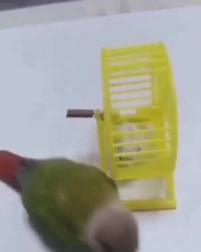 When your pet 