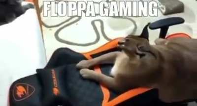 FazeFloppa