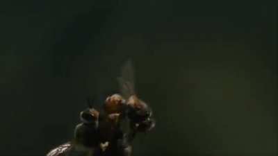 🔥 Extraordinary video of the inflight mating of a queen bee. The ejaculation of a drone bee is so powerful that his endophallus ruptures and he quickly dies.