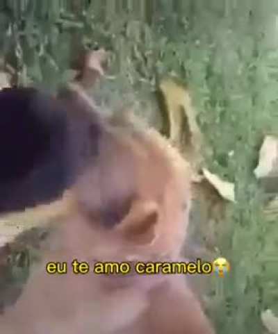 Tão linda a demonstração de amor dos cachorros