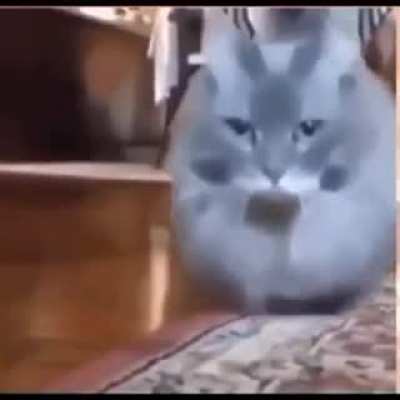 wob
