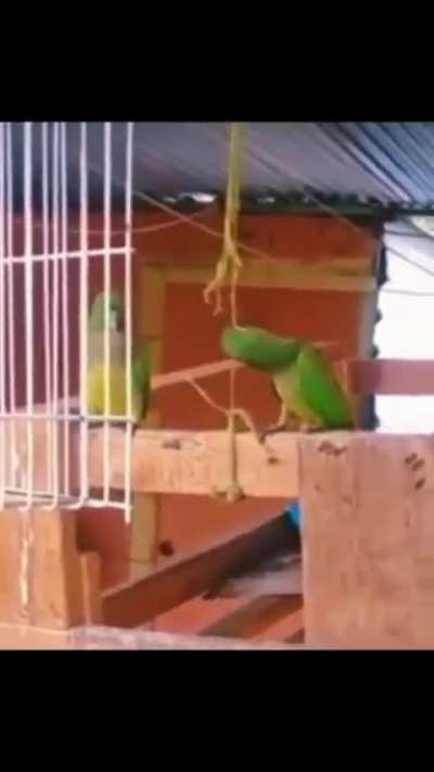 Goofy ass brids