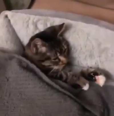 Kitty getting tucked in with its favorite toy