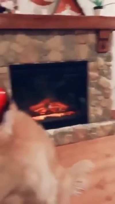 Howling doggos