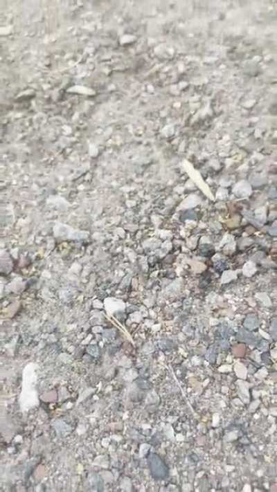 Thought I saw a bug, but on a closer look it seems like more of a glitch. Or just a happy little stone.