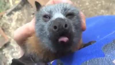 A volunteer at Sydney Wildlife is petting a gray-headed flying fox during rehab after the baby inadvertently fell from its mother while flying with her. This happens quite often, and people are asked to report such incidences to rehab organizations throug