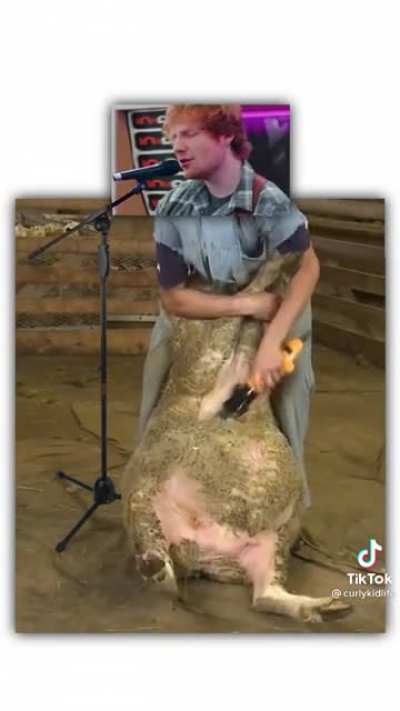 Ed Shearing