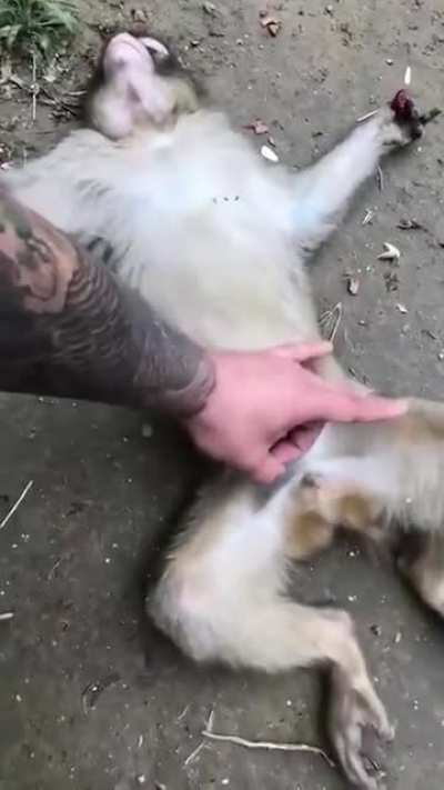Coitado do macaco
