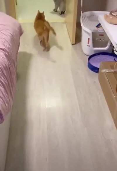 Garfield sassy walking!