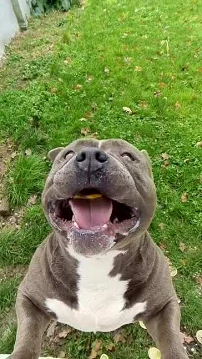 Doggo gets a lemon
