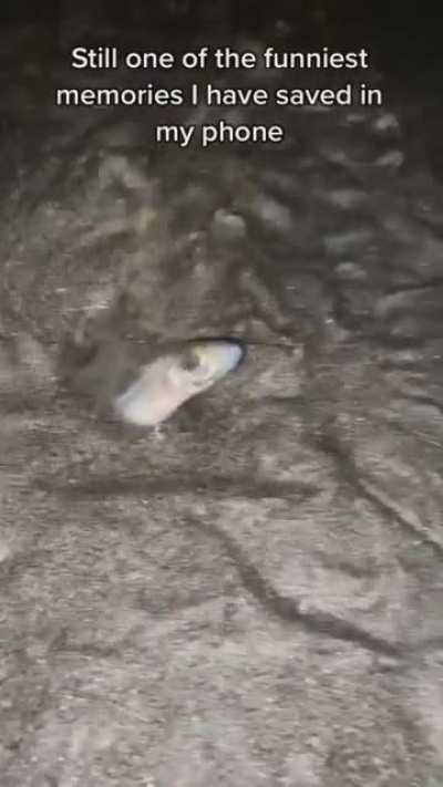 Horrifying Fish flies on land, threatens to destroy australia
