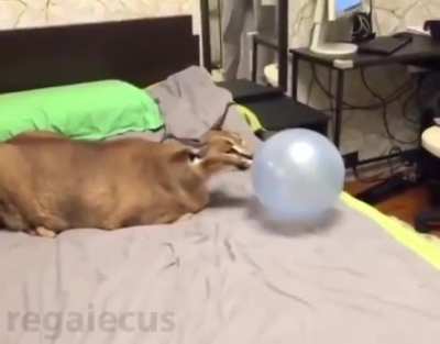 *Pop*