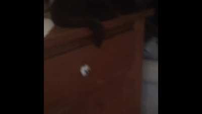 There’s that one cat