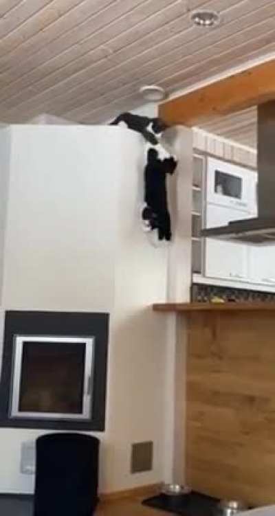 Rip cat